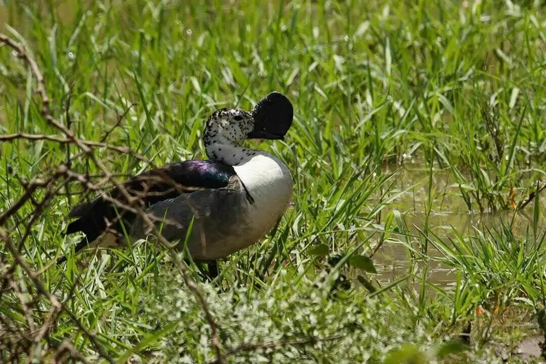 Knob-billed Duck swamp